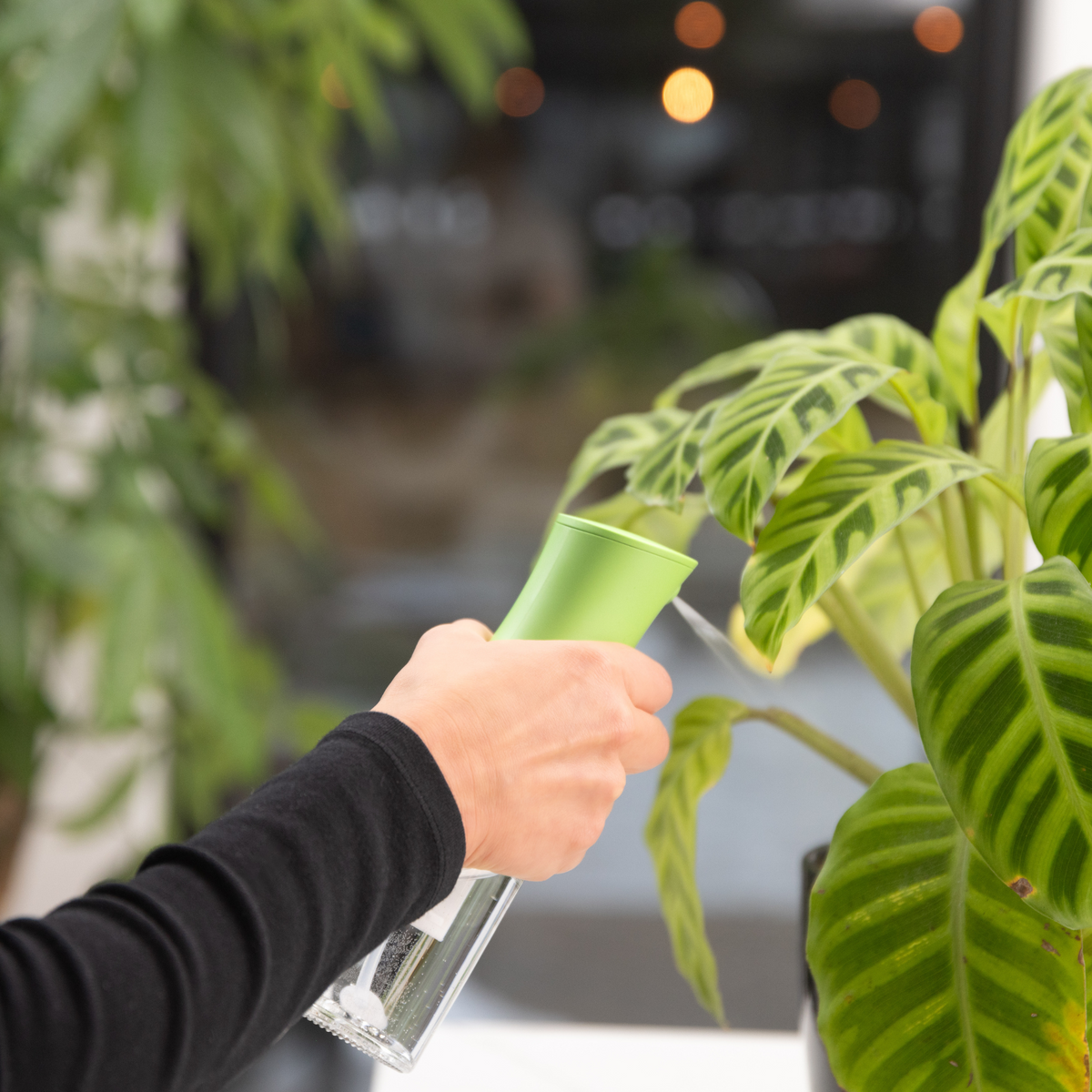 Zuutii Oil Sprayer in green, being used near a leafy plant